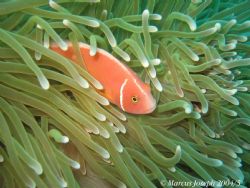 Clown Fish taken with Canon IXUS 400 on the Great Barrier... by Marcus Joseph 
